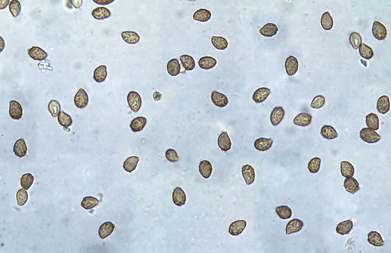 Cortinarius parhonestus spory